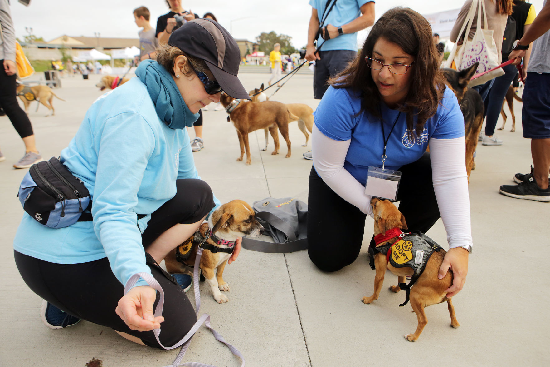 Napa Humane Walk for Animals 2018
